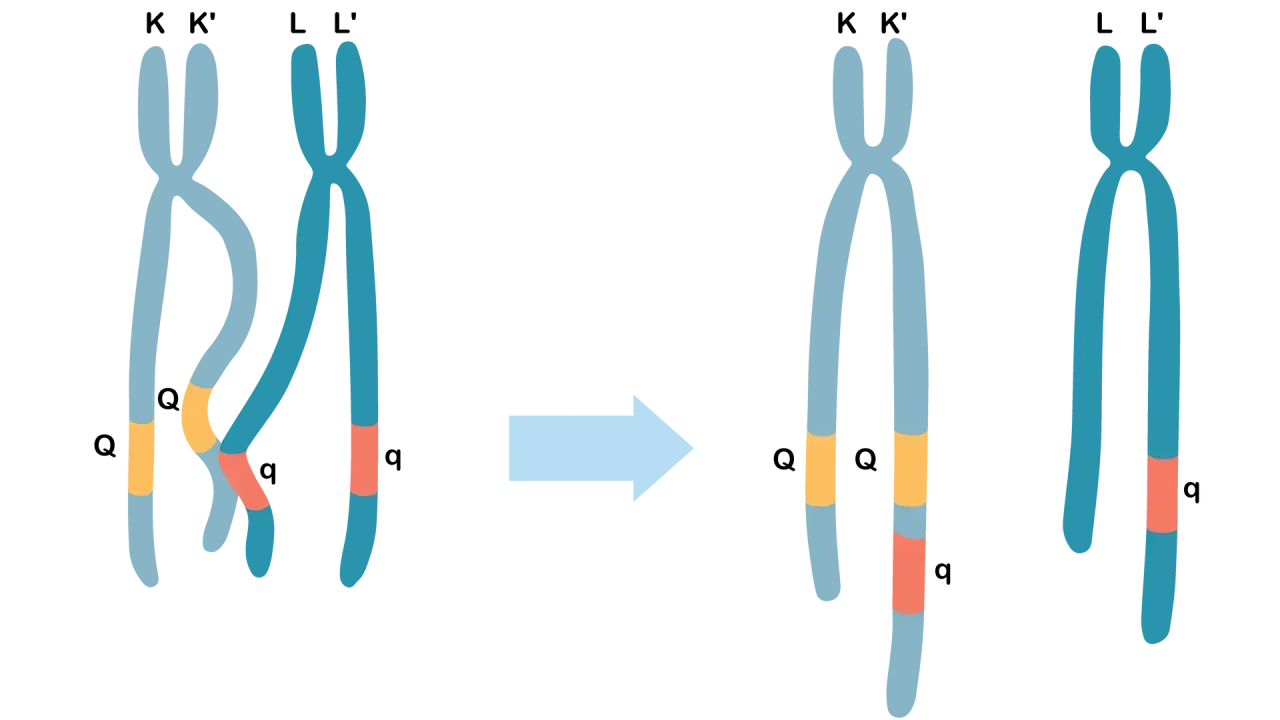 Oda, co to? Ilustracja pokazuje wymianę fragmentów między chromosomami K i L, tworząc nowe kombinacje genów.