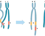 Oda, co to? Ilustracja pokazuje wymianę fragmentów między chromosomami K i L, tworząc nowe kombinacje genów.
