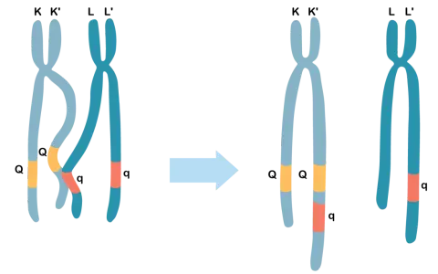 Oda, co to? Ilustracja pokazuje wymianę fragmentów między chromosomami K i L, tworząc nowe kombinacje genów.