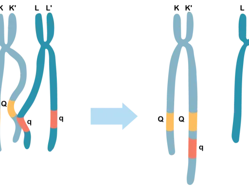 Oda, co to? Ilustracja pokazuje wymianę fragmentów między chromosomami K i L, tworząc nowe kombinacje genów.