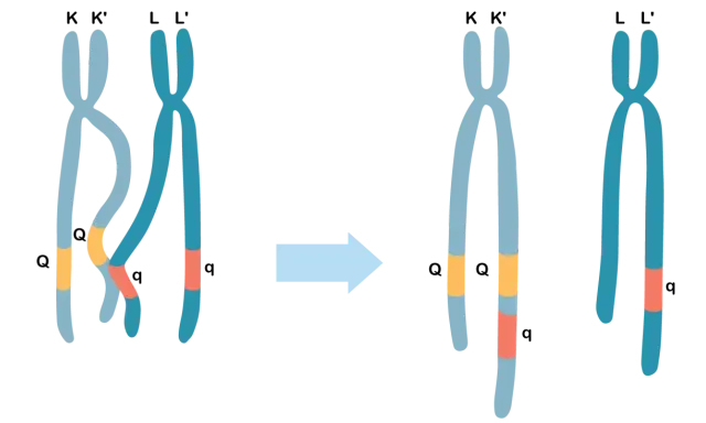 Oda, co to? Ilustracja pokazuje wymianę fragmentów między chromosomami K i L, tworząc nowe kombinacje genów.